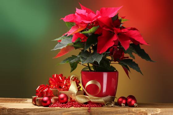 Was wäre Advent ohne Weihnachtssterne? Festlich dekoriert sind die Pflanzen in allen Grössen ein herrliches Geschenk.