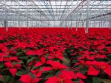 Weihnachtssterne mit sehr guter CO2-Bilanz – flowered by Gensetter