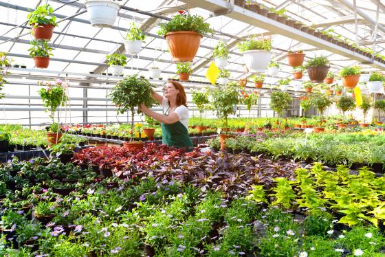 Die grüne Branche ist darauf angewiesen, die Pflanzen zu kostendeckenden Preisen verkaufen zu können – diesen Frühling ganz besonders.