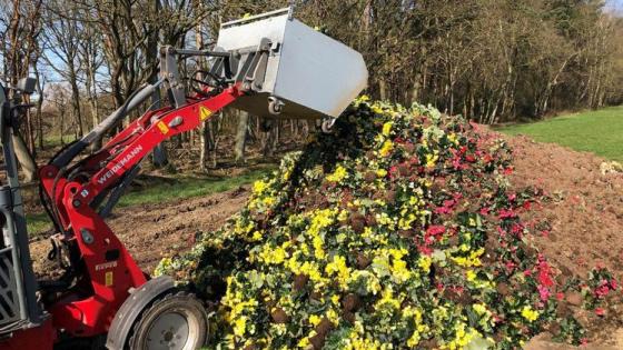 Frühlingsblüher müssen im grossen Stil entsorgt werden. © Marathon Flowers