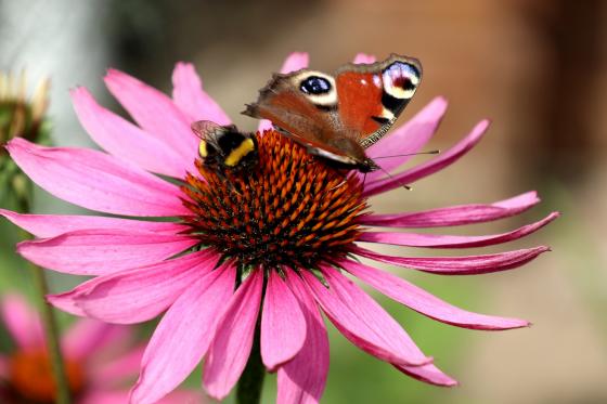 Schmetterling