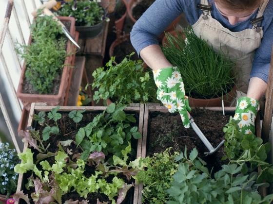 Urban Gardening