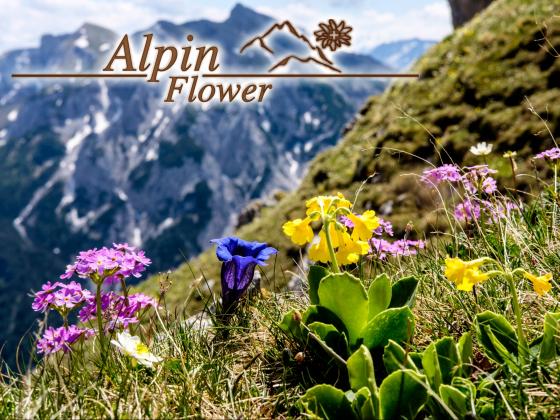 Alpenblumen für den Garten