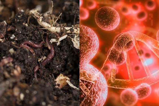 Über Jahrmillionen haben sich in der Natur stabile und nachhaltige Systeme entwickelt; die entscheidende Rolle spielen dabei Mikroorganismen.