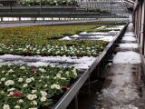 Wetterkapriolen und die Auswirkungen auf den Gartenbau